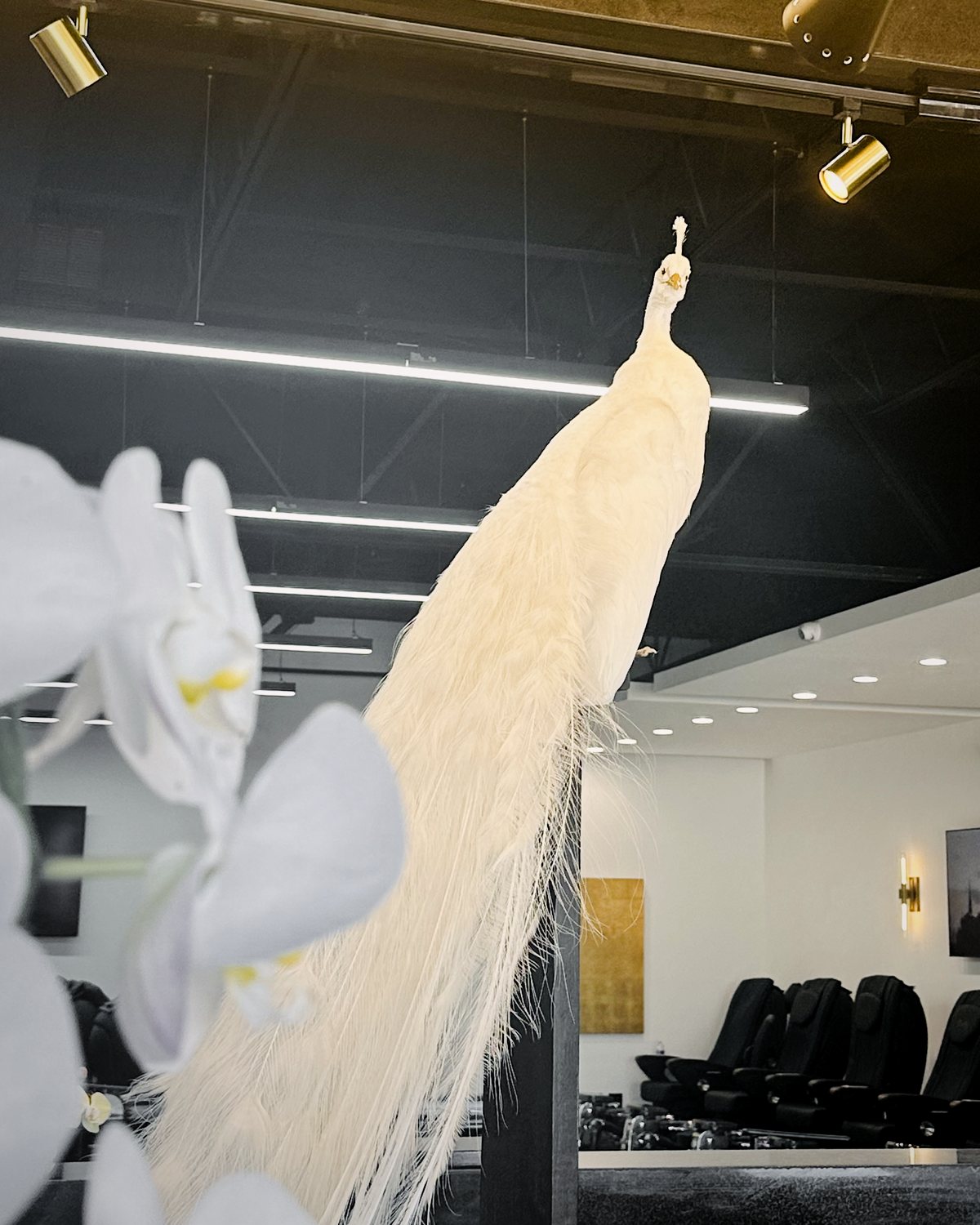 White peacock inside Nini Nail Bar
